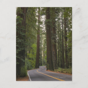 USA, Kalifornien, Straße durch Redwood-Wald 2 Postkarte