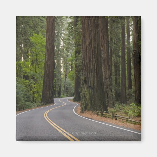 USA, Kalifornien, Straße durch Redwood-Wald Magnet (Vorne)