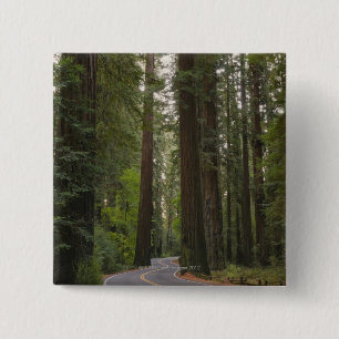 USA, Kalifornien, Straße durch Rotholzwald 2 Button
