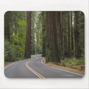 USA, Kalifornien, Straße durch Rotholzwald Mousepad