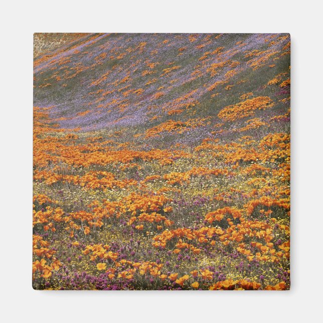 USA, Kalifornien, Tehachapi-Berge, 2 Magnet (Vorne)