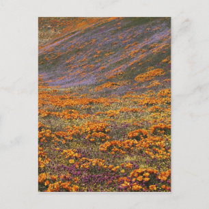 USA, Kalifornien, Tehachapi-Gebirge, 2 Postkarte