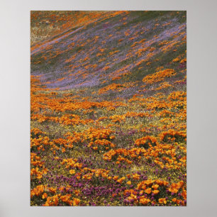 USA, Kalifornien, Tehachapi Mountains, 2 Poster