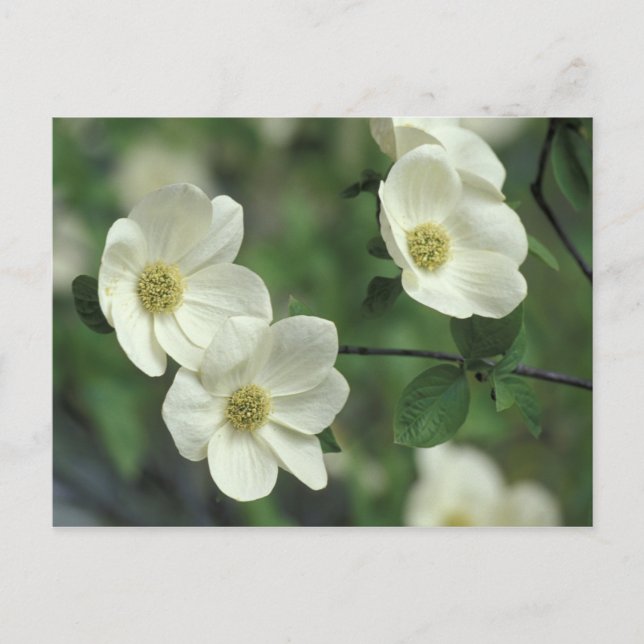 USA, Kalifornien, Yosemite NP, entlang Merced Postkarte (Vorderseite)