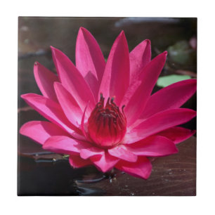 USA, Kansas, Bright Red Water Lilly Fliese