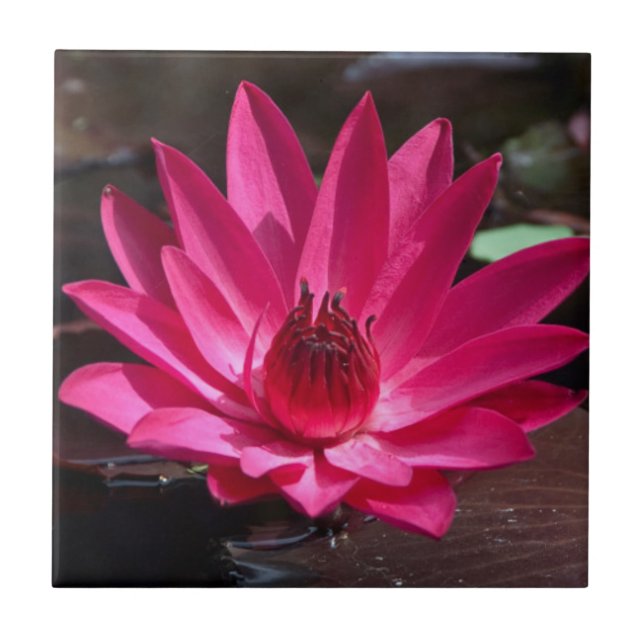 USA, Kansas, Bright Red Water Lilly Fliese (Vorderseite)