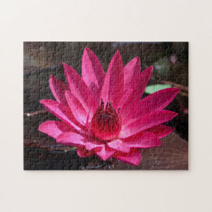 USA, Kansas, Bright Red Water Lilly Puzzle