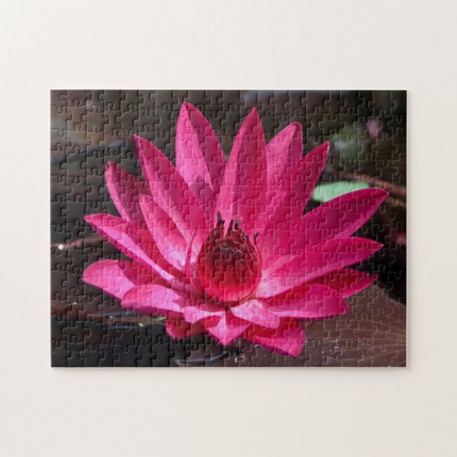 USA, Kansas, Bright Red Water Lilly Puzzle (Horizontal)