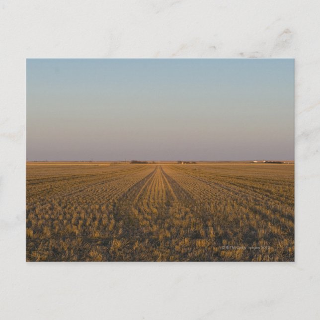 USA, Kansas, Feld Postkarte (Vorderseite)