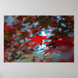 USA, Kansas. Herbstfarben Poster