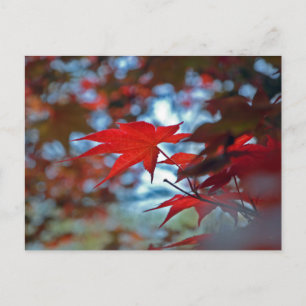 USA, Kansas. Herbstfarben Postkarte