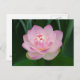 USA, Kansas, Pink Water Lilly Postkarte (Vorne/Hinten)