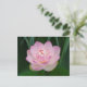 USA, Kansas, Pink Water Lilly Postkarte (Stehend Vorderseite)