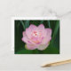 USA, Kansas, Pink Water Lilly Postkarte (Vorderseite/Rückseite Beispiel)