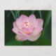 USA, Kansas, Pink Water Lilly Postkarte (Vorderseite)