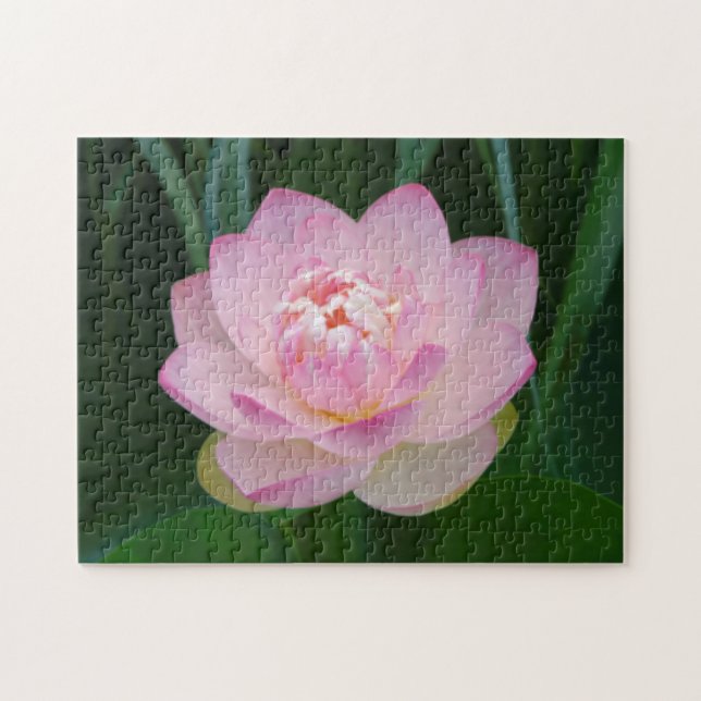 USA, Kansas, Pink Water Lilly Puzzle (Horizontal)