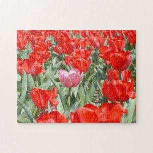 USA, Kansas, Red Tulips mit einem rosa Tulip Puzzle