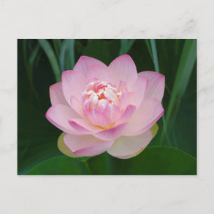 USA, Kansas, Rosa Seerose Postkarte