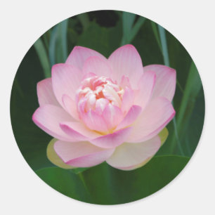 USA, Kansas, Rosa Seerose Runder Aufkleber