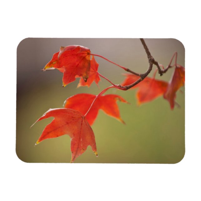 USA, Kansas, Rote Blätter im frühen Herbst Magnet (Horizontal)