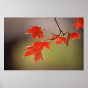 USA, Kansas, Rote Blätter im Frühfall Poster