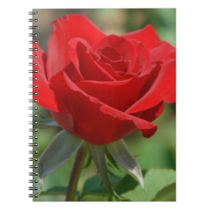 USA, Kansas, Rote Rose Notizblock