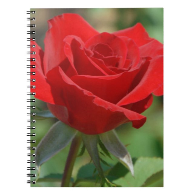 USA, Kansas, Rote Rose Notizblock (Vorderseite)
