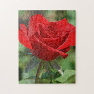 USA, Kansas, Rote Rose Puzzle