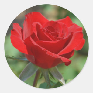 USA, Kansas, rote Rose Runder Aufkleber