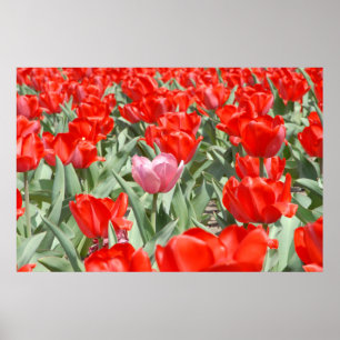 USA, Kansas, Rote Tulpen mit einem rosa Tulip Poster