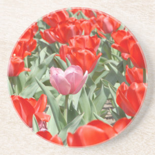 USA, Kansas, rote Tulpen mit einer rosa Tulpe Sandstein Untersetzer