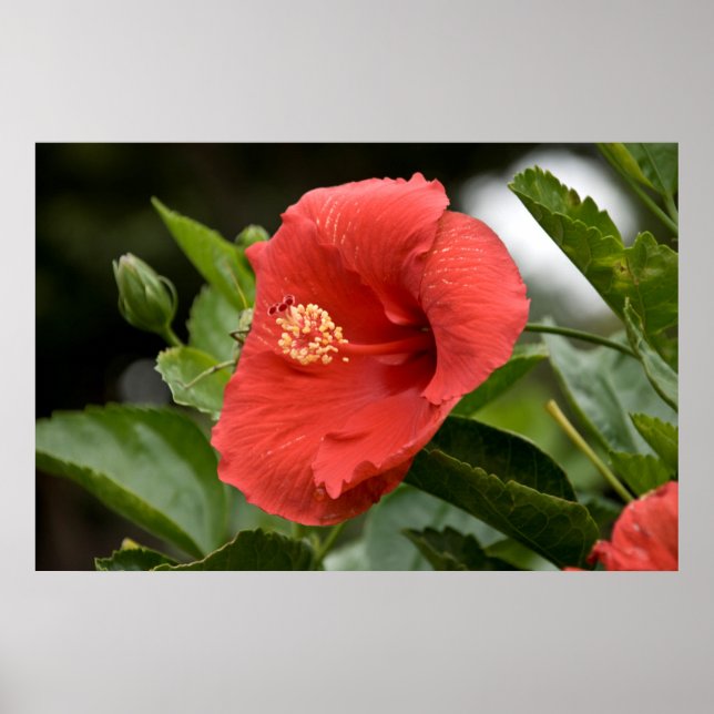 USA, Kansas, Roter Hibiskus Poster (Vorne)