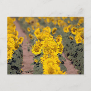 USA, Kansas. Sonnenblumen (Helianthus Annuus) Postkarte