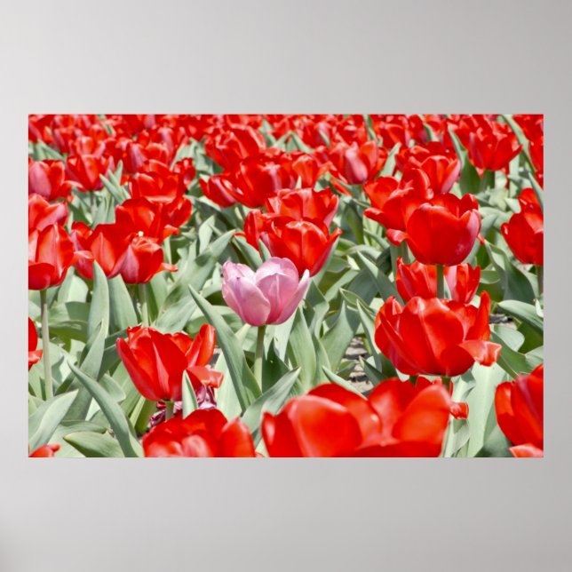 USA, Kansas. Tulpenfeld Poster (Vorne)