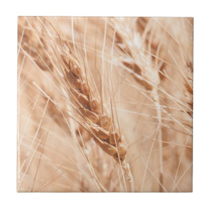 USA, Kansas, Weizen zur Ernte-Zeit Fliese