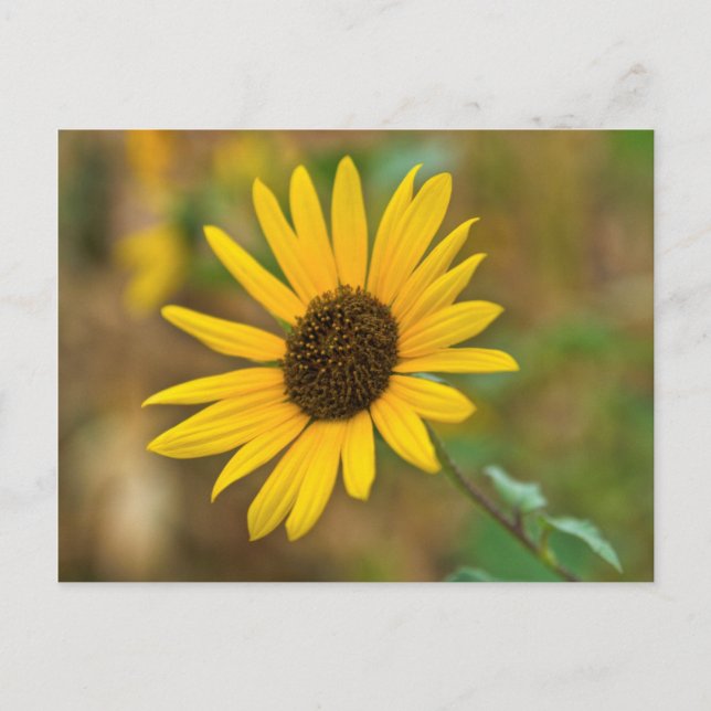 USA, Kansas. Wild Sunflower Postkarte (Vorderseite)
