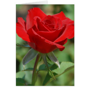 USA, Kansas, Wilde Rose