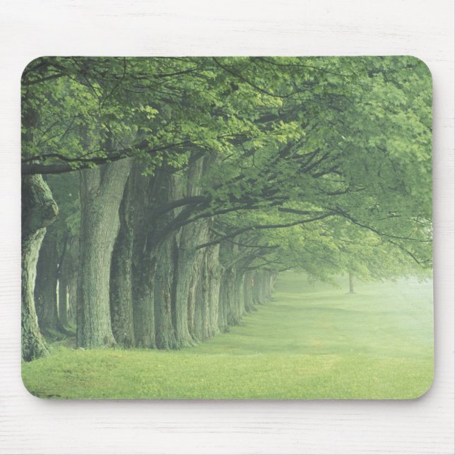 USA, Kentucky. Baumreihe im Frühjahr Mousepad (Vorne)