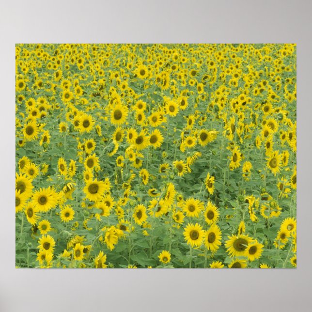 USA, Kentucky, Fayette Landkreis Pattern im Feld Poster (Vorne)
