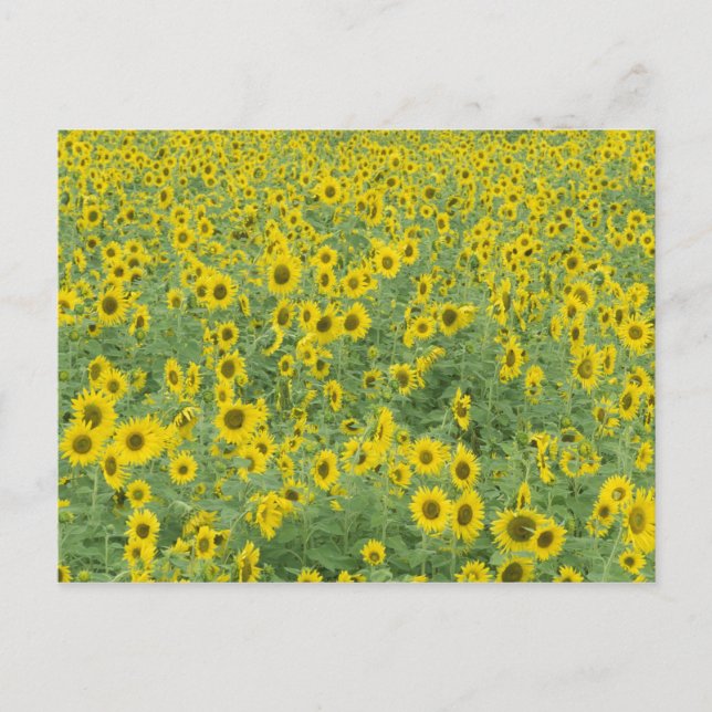 USA, Kentucky, Fayette Landkreis Pattern im Feld Postkarte (Vorderseite)