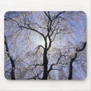 USA, Kentucky, Lexington. Gegenlicht Baum und Mousepad