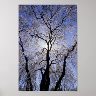 USA, Kentucky, Lexington. Gegenlicht Baum und Poster