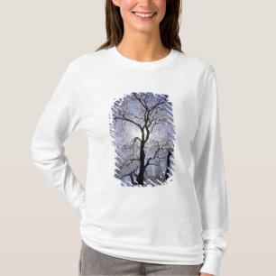 USA, Kentucky, Lexington. Gegenlicht Baum und T-Shirt