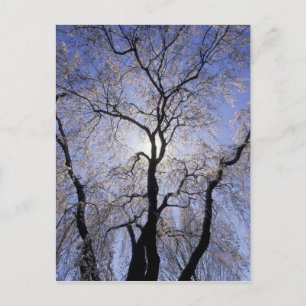 USA, Kentucky, Lexington. Hintergrundleuchte und Postkarte