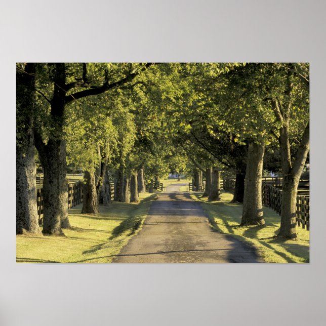 USA, Kentucky, Lexington. von Bäumen gesäumte Fahr Poster (Vorne)