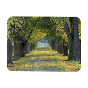 USA, Kentucky, Louisville. Baumbestandene Straße i Magnet