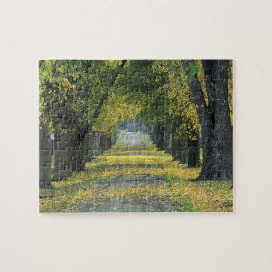 USA, Kentucky, Louisville. Baumbestandene Straße i Puzzle