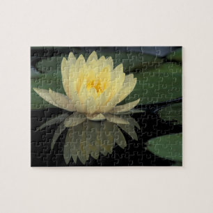 USA, Kentucky, Louisville Domestic water lily, Puzzle
