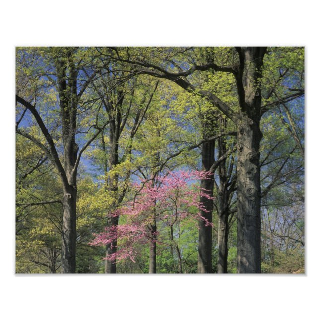 USA, Kentucky, Louisville. Eastern Redbud Fotodruck (Vorne)