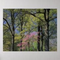 USA, Kentucky, Louisville. Eastern Redbud